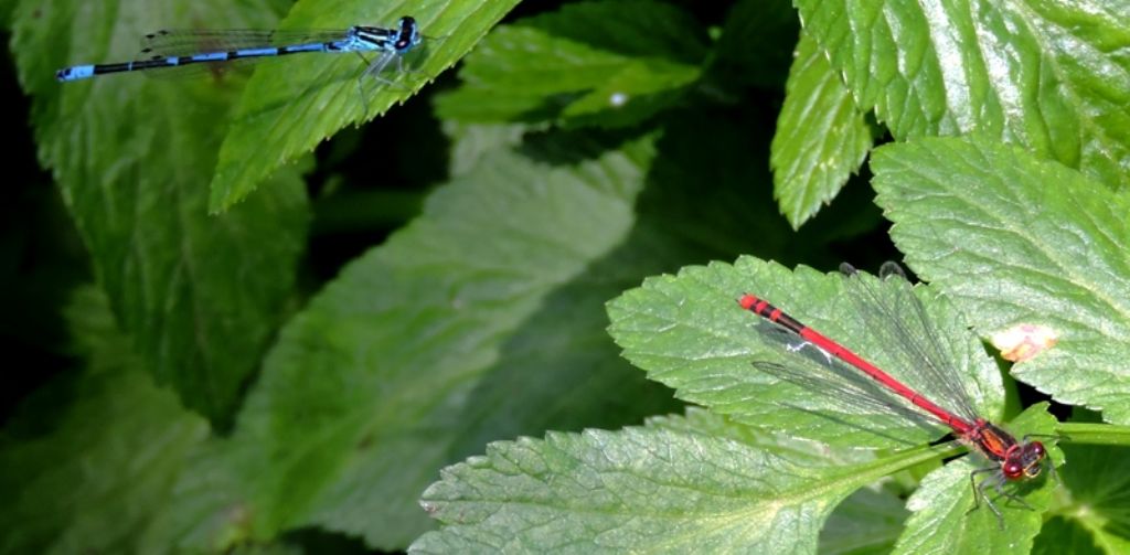 aiuto id., grazie: Coenagrion cfr. pulchellum... e Pyrrhosoma elisabethae !!!